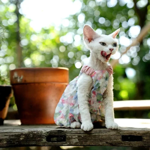 Floral Cotton Cat Dress for Hairless Cats | Sphynx & Devon Rex