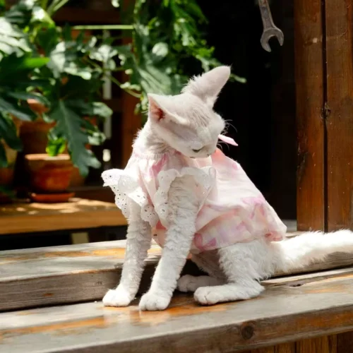 Pink Stripe Sphynx Cat Dress – Soft Clothes for Hairless Cats