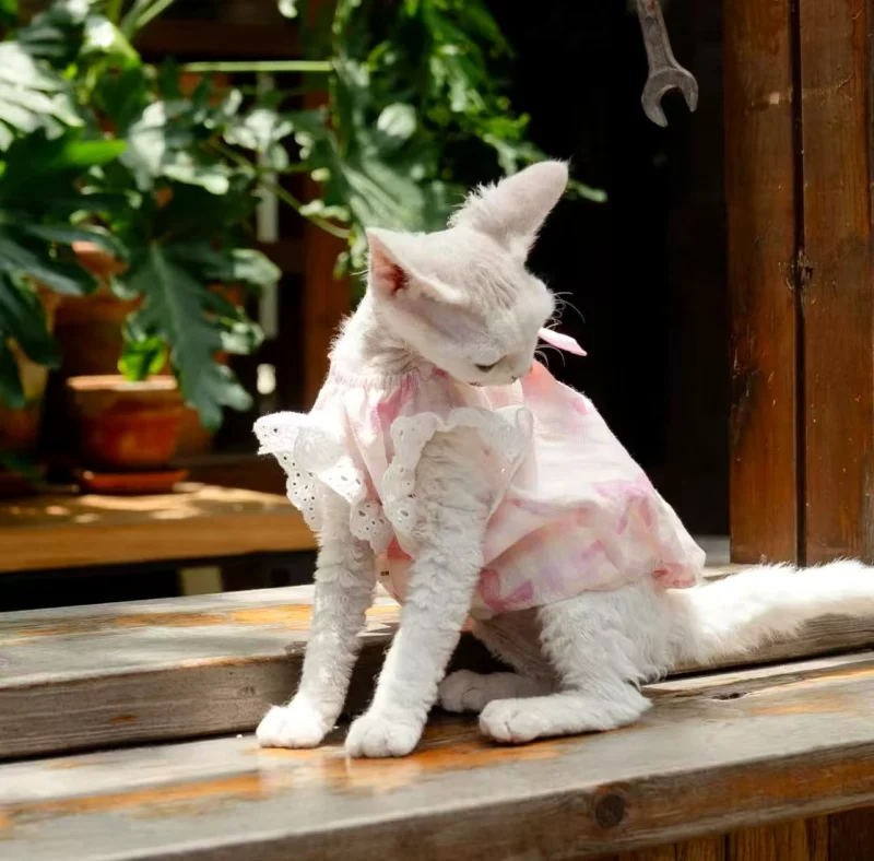 Pink Stripe Sphynx Cat Dress – Soft Clothes for Hairless Cats