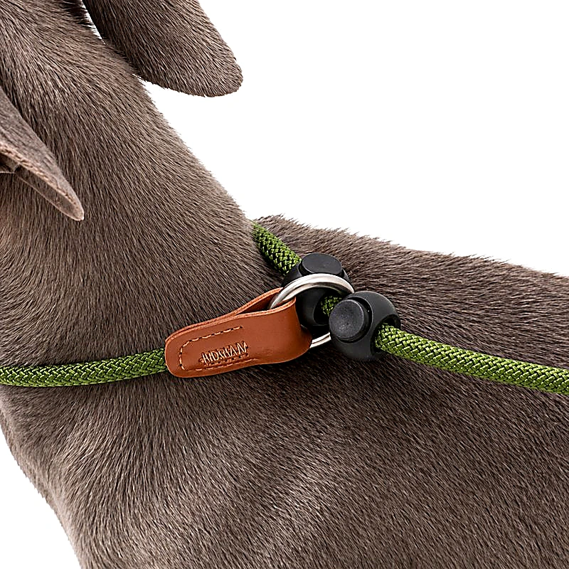 All-in-One Slip Dog Leash