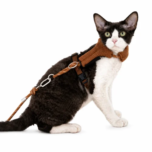 brown-sugar-cat-harness-portrait Escape Proof Cat Harness & Leash Set – Soft Corduroy Adjustable Walking Harness