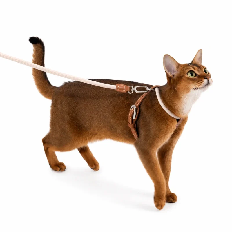 cat-harness-abyssinian-cat-standing Escape Proof Cat Harness and Leash Set – Lightweight Adjustable Walking Harness for Cats