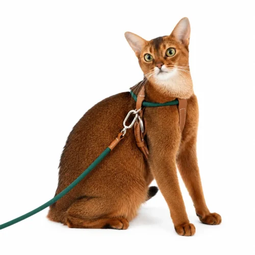 cat-harness-abyssinian-cat-studio Escape Proof Cat Harness and Leash Set – Lightweight Adjustable Walking Harness for Cats