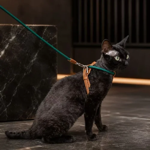 cat-harness-black-cat-indoor-lifestyle Escape Proof Cat Harness and Leash Set – Lightweight Adjustable Walking Harness for Cats