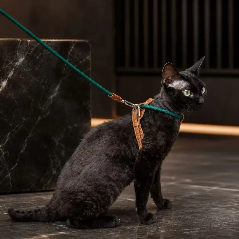 cat-harness-black-cat-indoor-lifestyle Escape Proof Cat Harness and Leash Set – Lightweight Adjustable Walking Harness for Cats