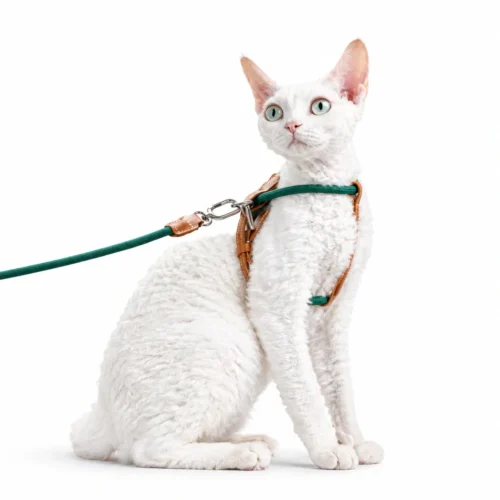cat-harness-white-devon-rex-studio Escape Proof Cat Harness and Leash Set – Lightweight Adjustable Walking Harness for Cats