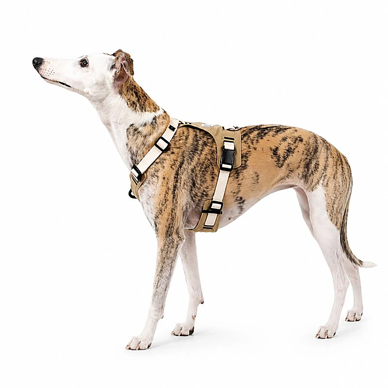 dog-wearing-no-pull-harness No Pull Dog Harness Set | Escape-Proof Adjustable Dog Harness