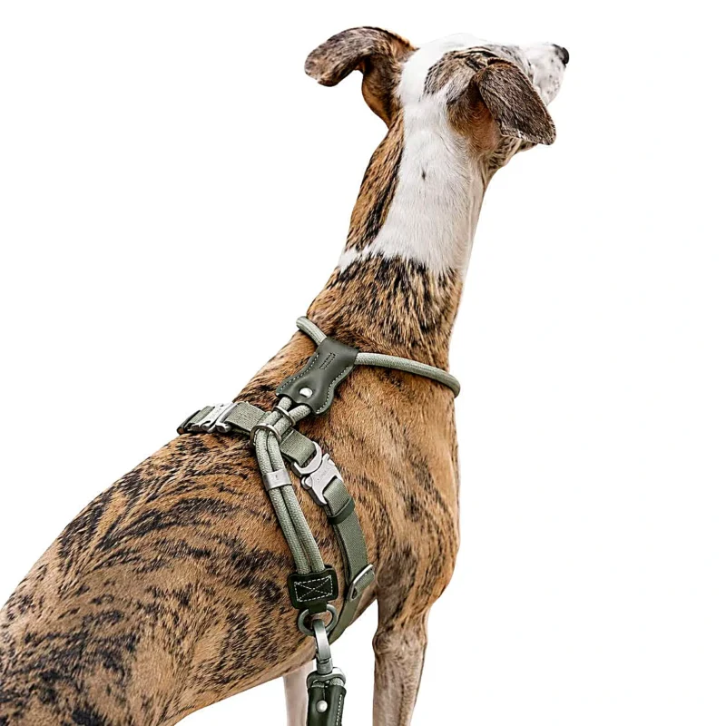 greyhound-dog-harness-back-view-adjustable Escape Proof Dog Harness | Secure Adjustable Fit