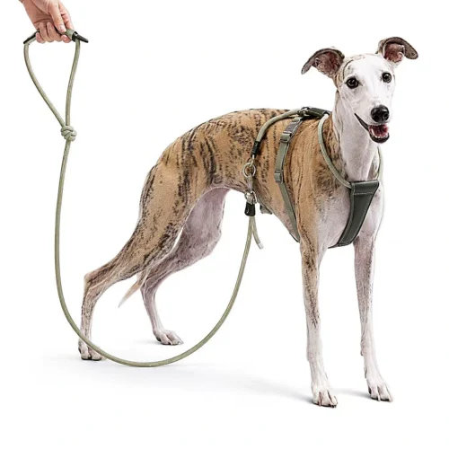 greyhound-harness-and-leash-set Escape Proof Dog Harness | Secure Adjustable Fit