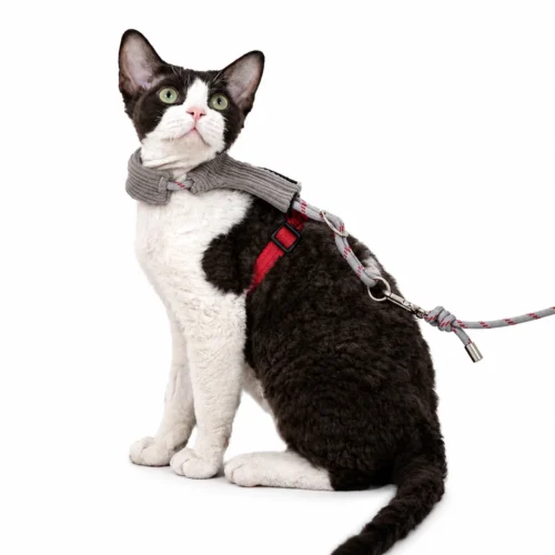 light-gray-cat-harness-on-cat Escape Proof Cat Harness & Leash Set – Soft Corduroy Adjustable Walking Harness