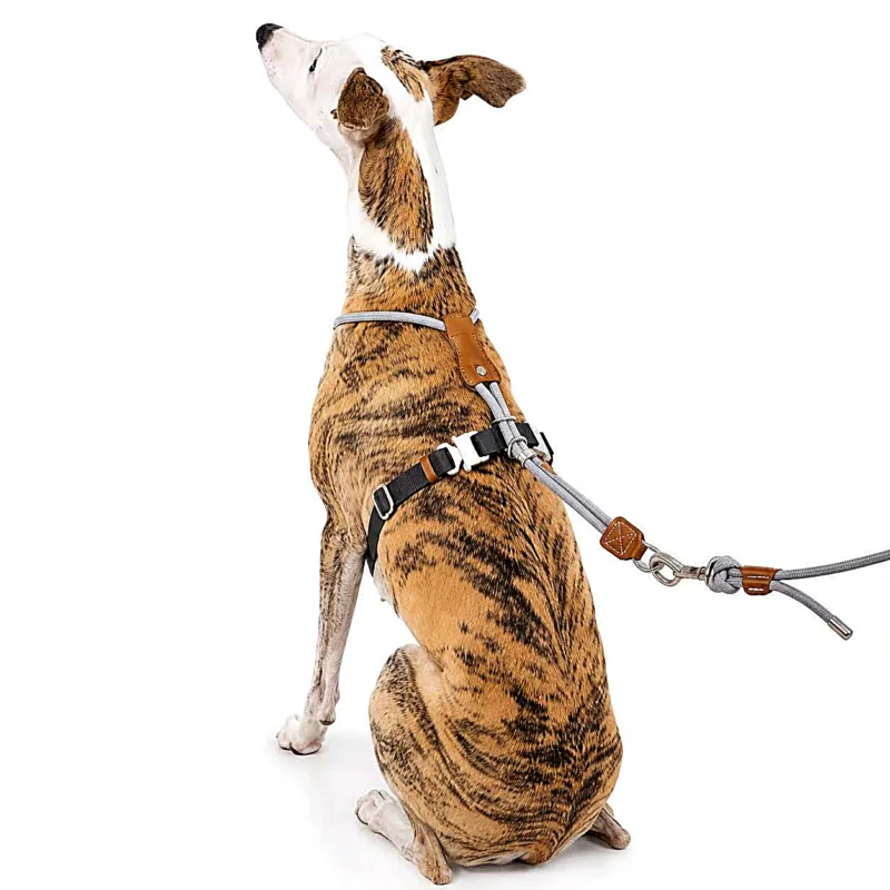 rear-control-greyhound-harness Escape Proof Dog Harness | Secure Adjustable Fit