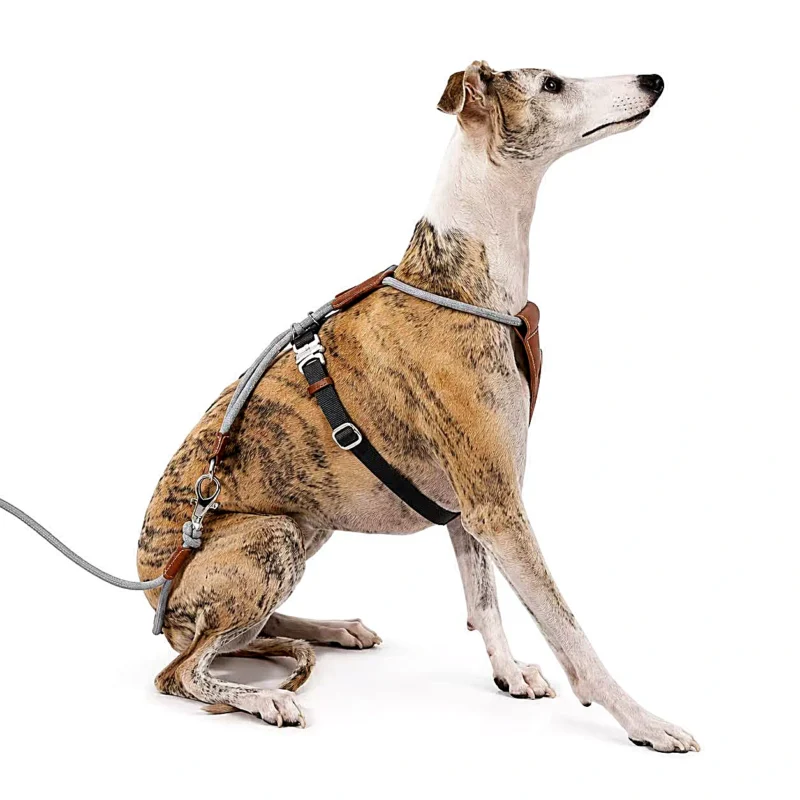 sitting-whippet-harness-side-view Escape Proof Dog Harness | Secure Adjustable Fit