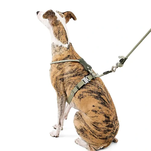 whippet-escape-proof-dog-harness-rear-view Escape Proof Dog Harness | Secure Adjustable Fit