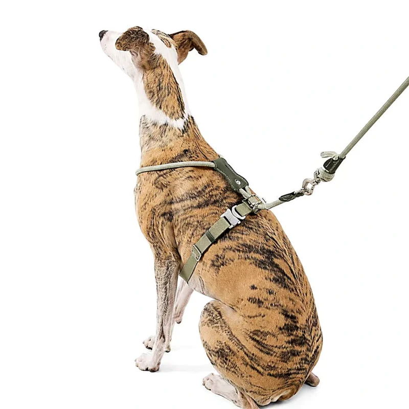 whippet-escape-proof-dog-harness-rear-view Escape Proof Dog Harness | Secure Adjustable Fit