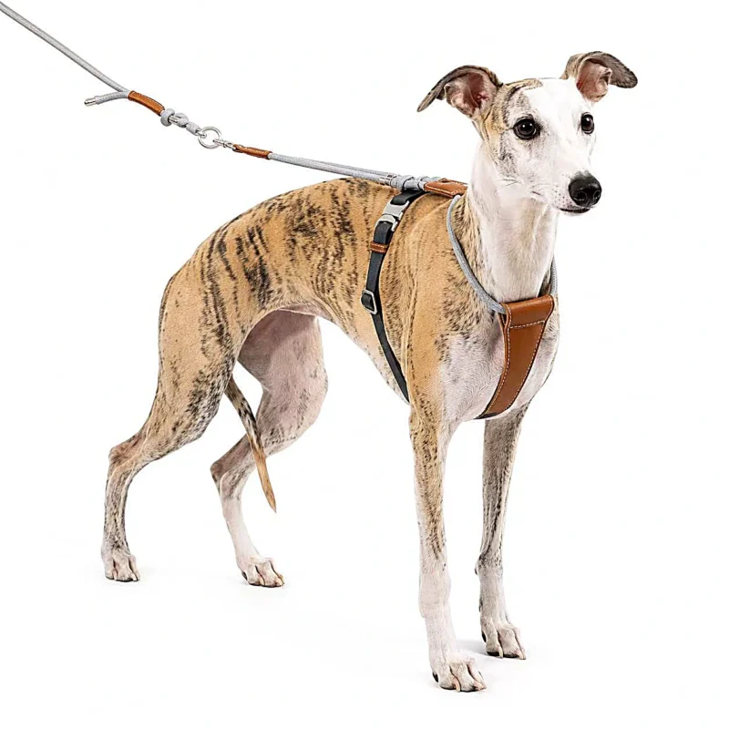 Escape Proof Dog Harness for Whippets & Greyhounds