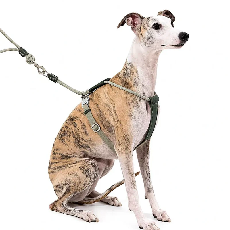 whippet-training-harness-front-control Escape Proof Dog Harness | Secure Adjustable Fit